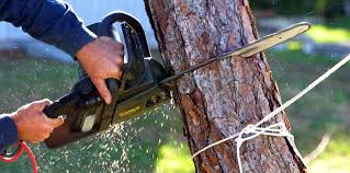 Best Tree Risk Assessment  in Pebble Creek, FL
