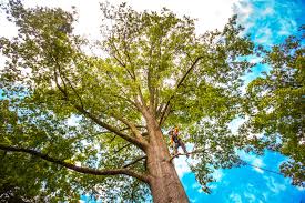 Best Hazardous Tree Removal  in Pebble Creek, FL