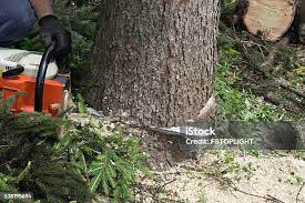 Pebble Creek, FL Tree Services Company
