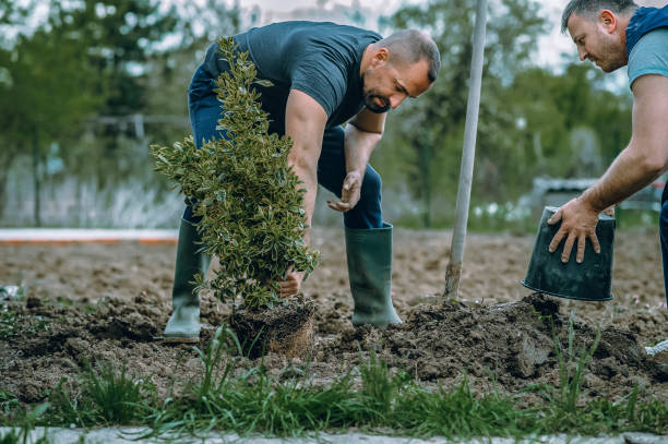 Best Arborist Consultation Services  in Pebble Creek, FL