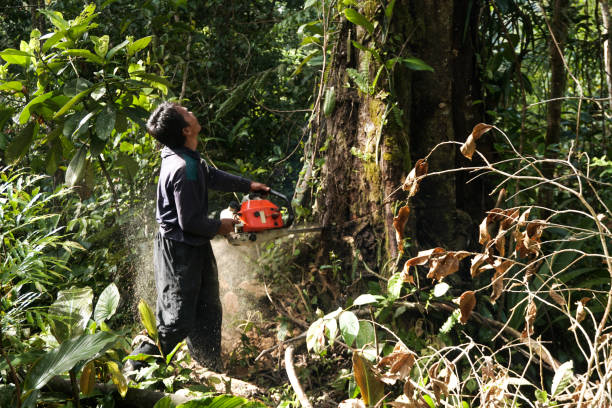 Best Root Management and Removal  in Pebble Creek, FL