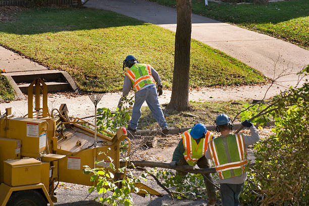 How Our Tree Care Process Works  in  Pebble Creek, FL