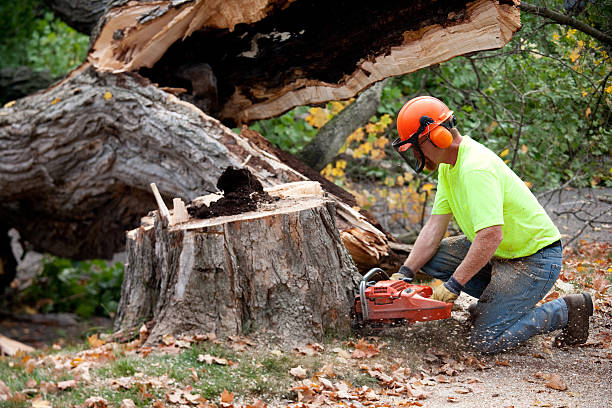 Best Tree Health Inspection  in Pebble Creek, FL