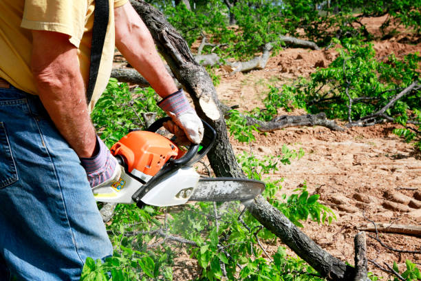 Best Tree Mulching  in Pebble Creek, FL